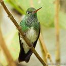 Image of Glittering-throated Emerald