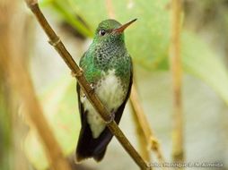 Image of Glittering-throated Emerald