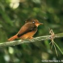 Onychorhynchus swainsoni (Pelzeln 1858) resmi