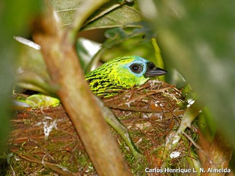 Image of Brassy-breasted Tanager