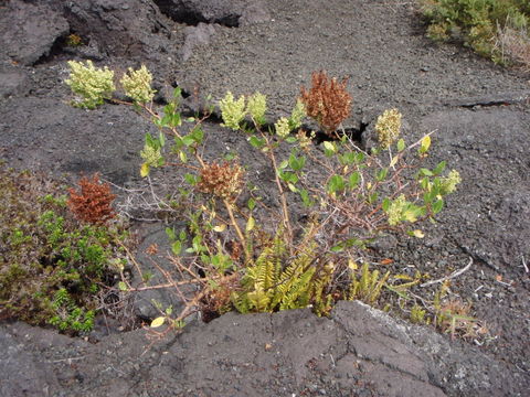 Rumex skottsbergii O. Degener & I. Degener的圖片