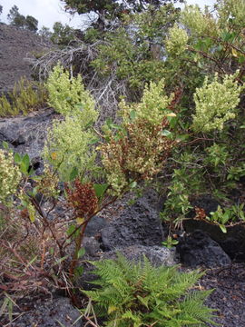 Imagem de Rumex skottsbergii O. Degener & I. Degener