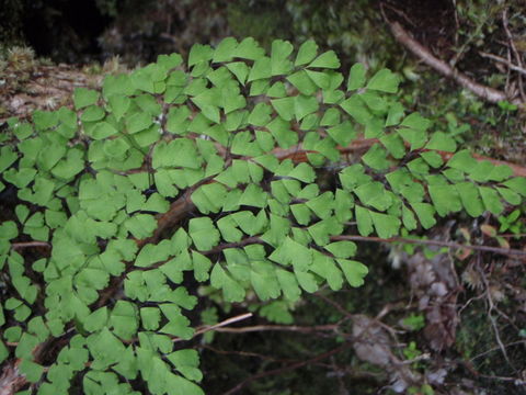 Image of delta maidenhair