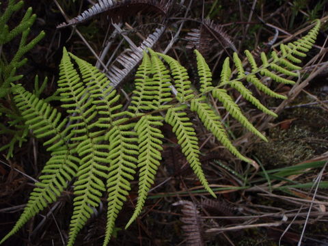 Image de Dryopteris sandwicensis (Hook. & Arn.) C. Chr.