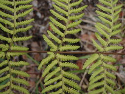 Image of Pacific Wood Fern