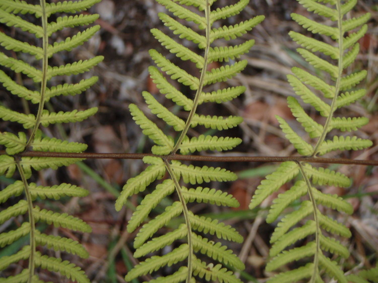 Image of Pacific Wood Fern