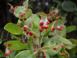 Image of 'ohi'a lehua