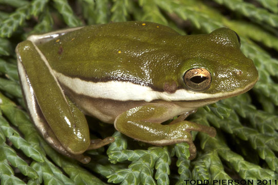 Image of American Green Treefrog