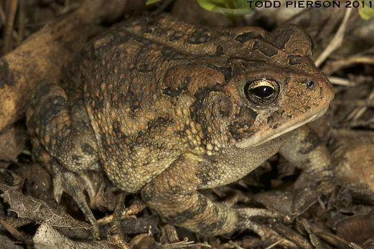 Image of Southern Toad