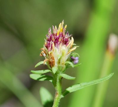 Image of Greata's aster