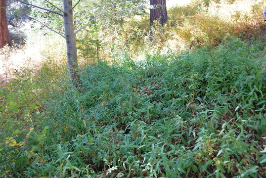 Image de Symphyotrichum greatae (Parish) G. L. Nesom