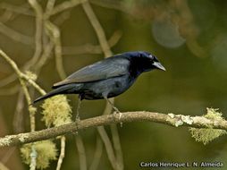 Image of Shiny Cowbird