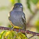 Pachyramphus polychopterus (Vieillot 1818) resmi