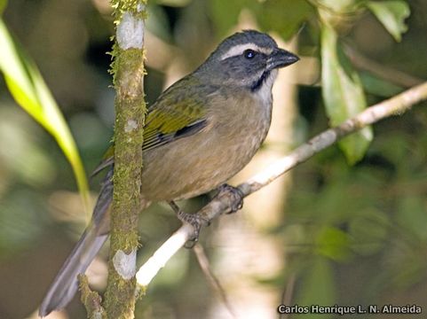 Imagem de Saltator similis d'Orbigny & Lafresnaye 1837