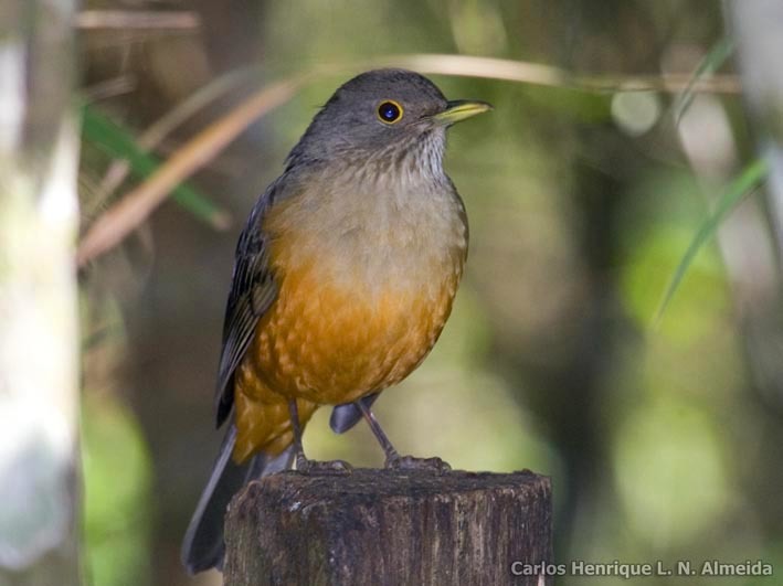 Imagem de Turdus rufiventris Vieillot 1818