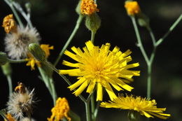 Image of few-leaved hawkweed