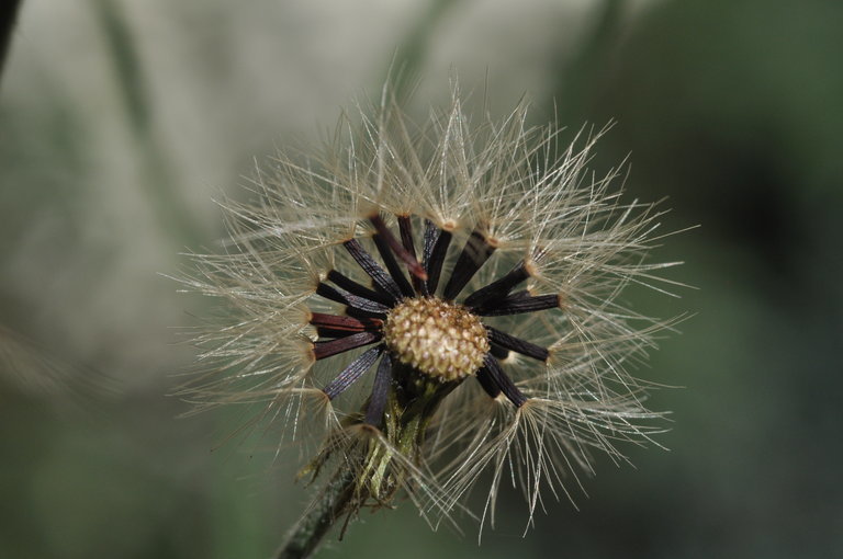 Image of few-leaved hawkweed