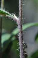 Image of few-leaved hawkweed