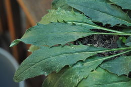 Image of few-leaved hawkweed