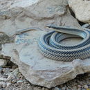 Image of Big Bend Patchnose Snake