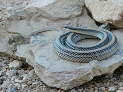 Image of Big Bend Patchnose Snake