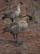 Image of Hawaiian Goose