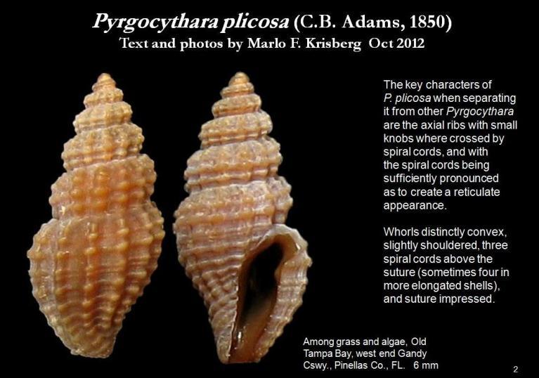 Sivun Pyrgocythara plicosa (C. B. Adams 1850) kuva