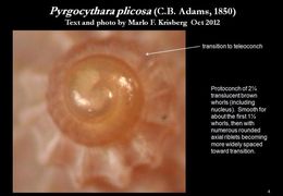 Sivun Pyrgocythara plicosa (C. B. Adams 1850) kuva