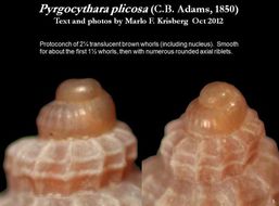 Sivun Pyrgocythara plicosa (C. B. Adams 1850) kuva