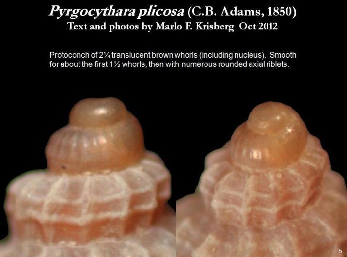 Image de Pyrgocythara plicosa (C. B. Adams 1850)