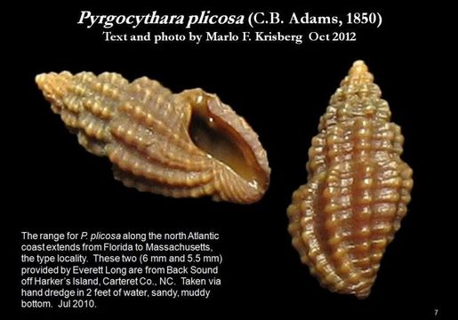 Sivun Pyrgocythara plicosa (C. B. Adams 1850) kuva