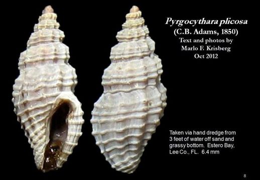 Sivun Pyrgocythara plicosa (C. B. Adams 1850) kuva