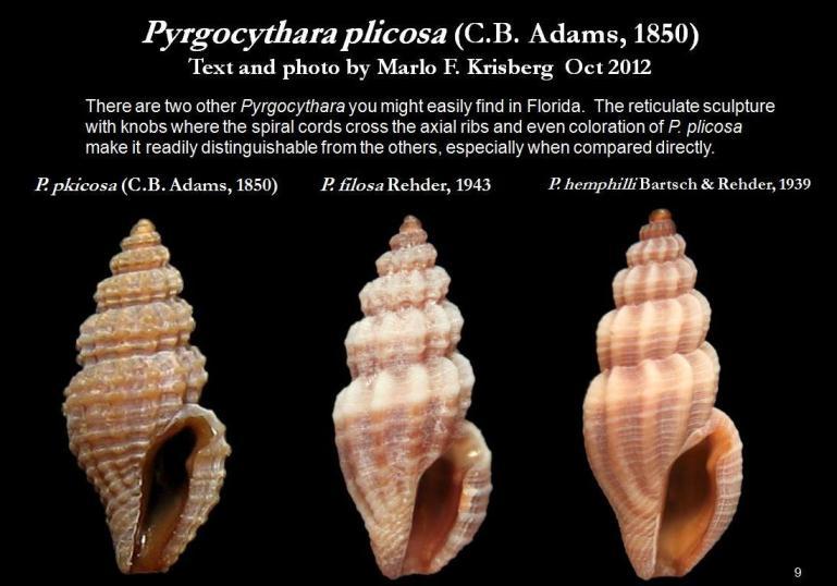 Sivun Pyrgocythara plicosa (C. B. Adams 1850) kuva