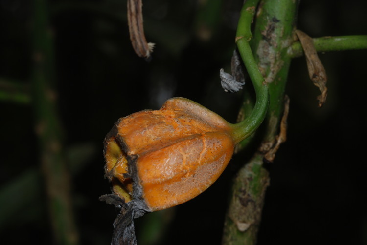 Слика од Clermontia hawaiiensis (Hillebr.) Rock