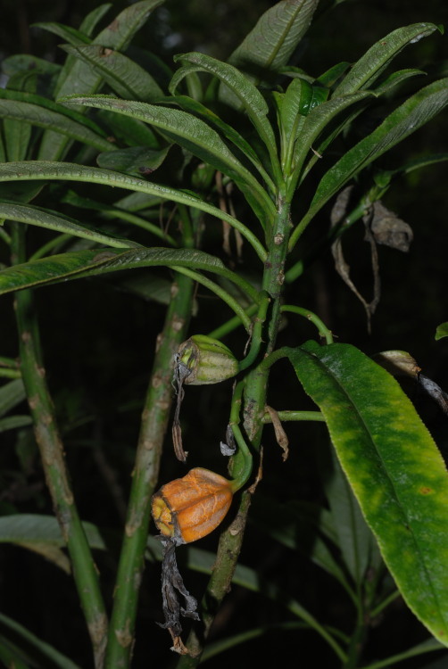 Слика од Clermontia hawaiiensis (Hillebr.) Rock