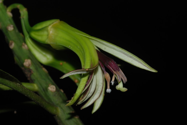 Слика од Clermontia hawaiiensis (Hillebr.) Rock