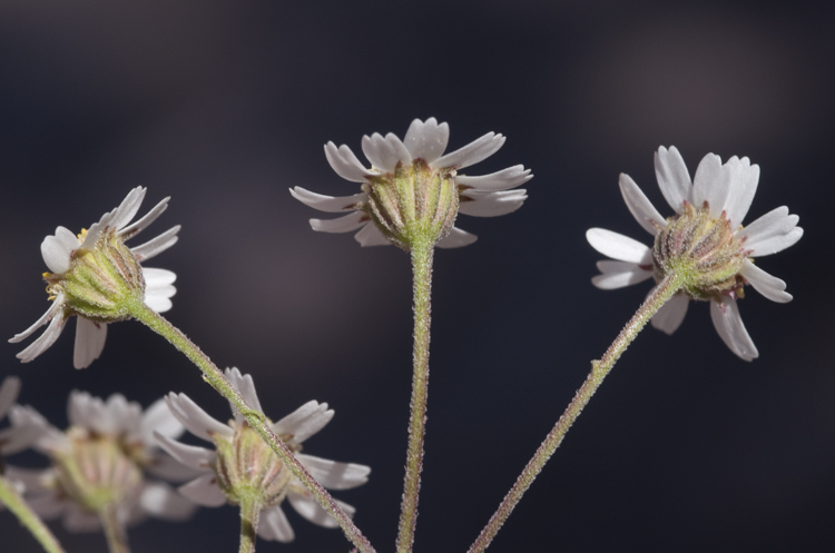 Perityle microcephala A. Gray resmi