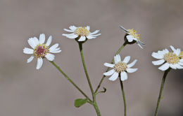 Perityle microcephala A. Gray resmi