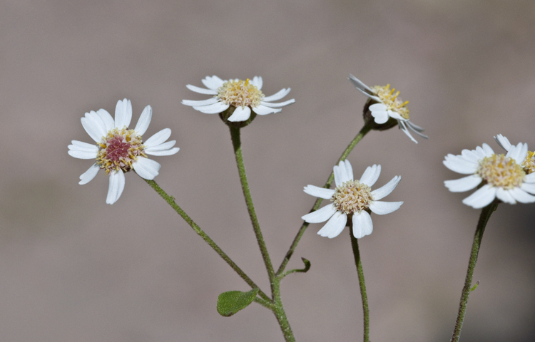 Perityle microcephala A. Gray resmi