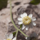 Image of Perityle microcephala A. Gray