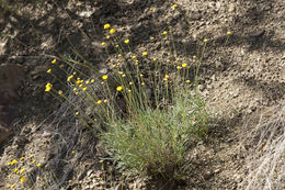 Image de Thelesperma longipes A. Gray