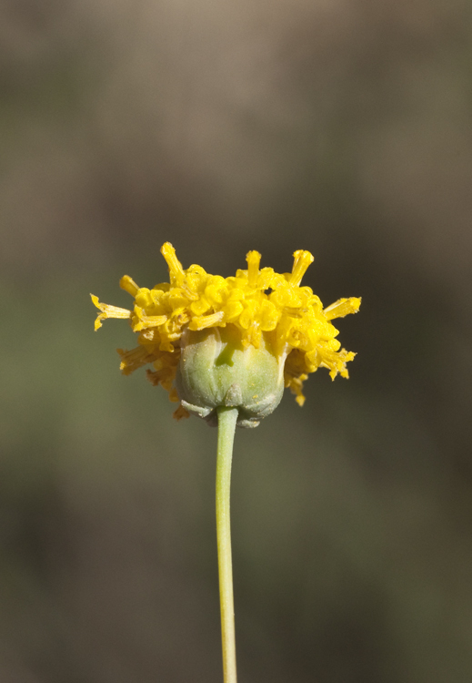 Image de Thelesperma longipes A. Gray