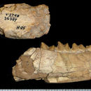 Hyaenodon crucians Leidy 1853 resmi