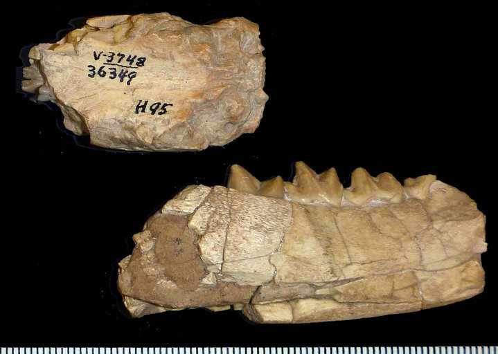 Image of Hyaenodon crucians Leidy 1853