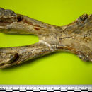 <i>Hipparion gracile</i> resmi