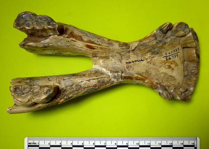 Image of <i>Hipparion gracile</i>
