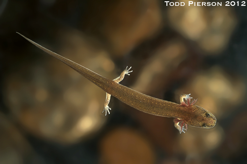 Image of Red Salamander