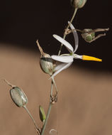 Image de Echeandia ramosissima (C. Presl) Cruden