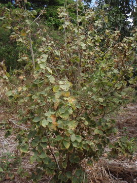 Image de Hibiscadelphus distans L. E. Bishop & Herbst