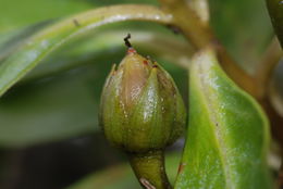 Image of Kokee Island-Loosestrife